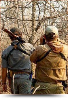 The Terrain - Safari Landia